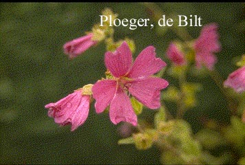 Lavatera 'Burgundy Wine'