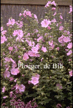 Lavatera 'Rosea'