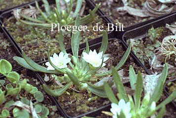 Lewisia nevadensis