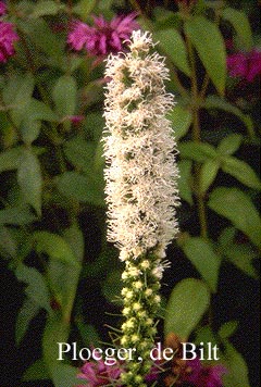 Liatris spicata 'Alba'