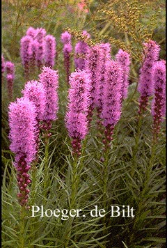 Liatris spicata 'Kobold'