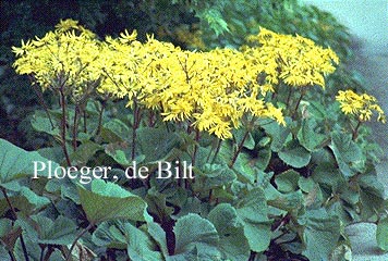 Ligularia dentata 'Desdemona'