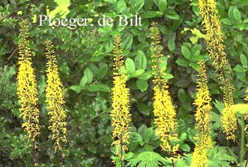 Ligularia przewalskii