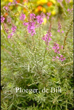 Linaria purpurea