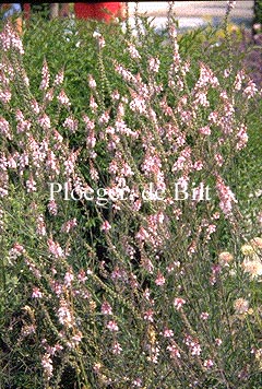 Linaria purpurea 'Canon J. Went'