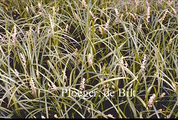 Liriope graminifolia