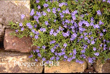 Lithodora diffusa 'Heavenly Blue'