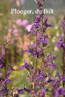 Lobelia speciosa