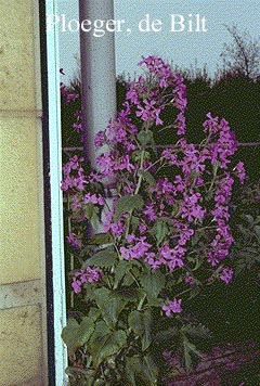 Lunaria annua