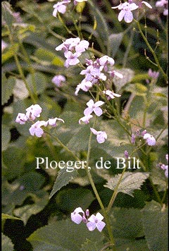 Lunaria rediviva