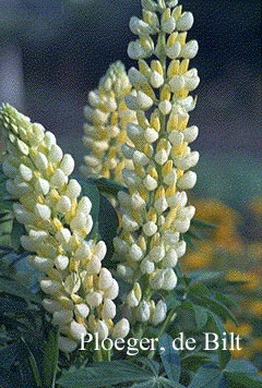 Lupinus 'Chandelier'