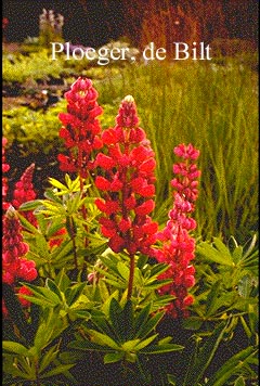 Lupinus 'My Castle'