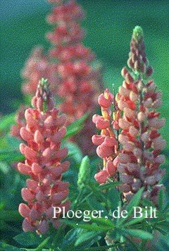 Lupinus 'The Chatelaine'