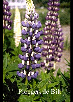 Lupinus 'The Governor' (72168)
