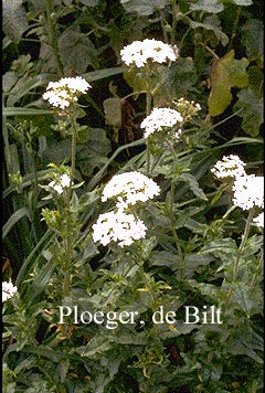 Lychnis coronaria 'Alba'