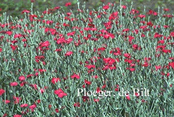 Lychnis coronaria