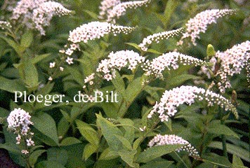 Lysimachia clethroides