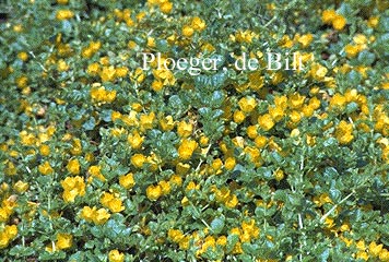 Lysimachia nummularia