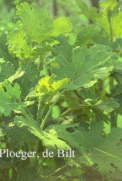 Macleaya microcarpa 'Kelway's Coral Plume'