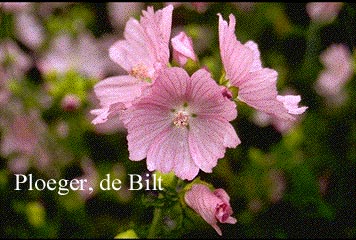 Malva moschata