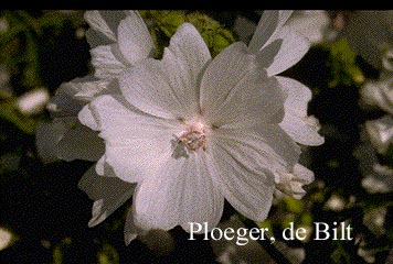 Malva moschata 'Alba'