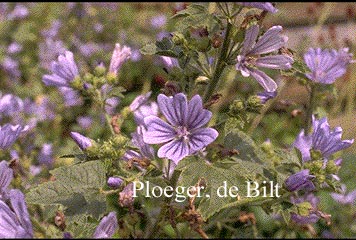 Malva sylvestris 'Primley Blue'