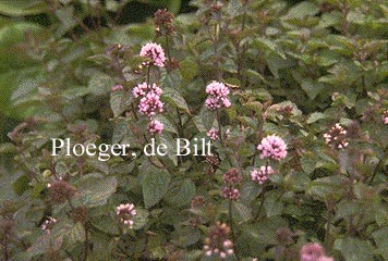 Mentha rotundifolia 'Eau de Cologne'