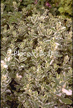 Mentha rotundifolia 'Variegata'