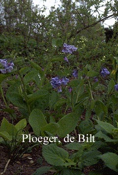 Mertensia virginica