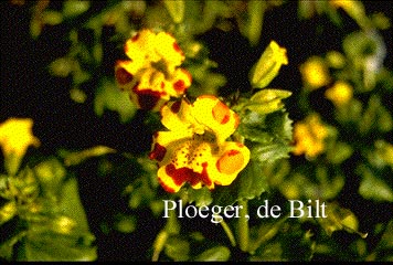 Mimulus 'Bees Major'