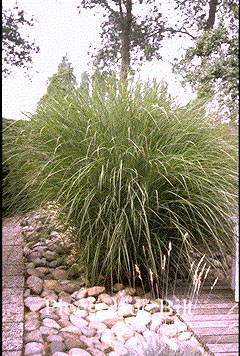 Miscanthus sinensis 'Gracillimus'