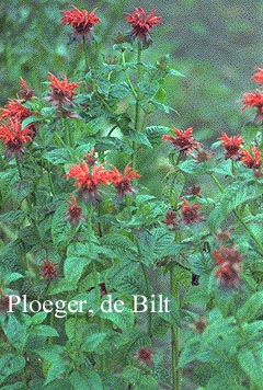 Monarda 'Adam'