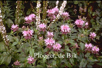 Monarda 'Beauty of Cobham'