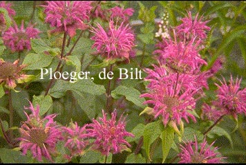 Monarda 'Blaustrumpf'