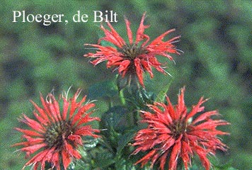 Monarda 'Cambridge Scarlet'