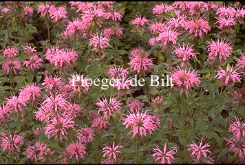 Monarda 'Croftway Pink'