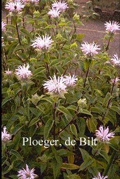 Monarda 'Fishes'