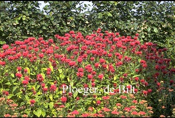 Monarda 'Mahogany'