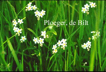 Myosotis palustris