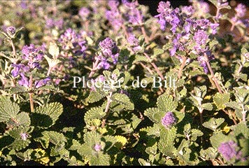 Nepeta racemosa 'Little Tich'