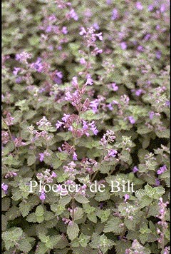 Nepeta 'Six Hills Giant'