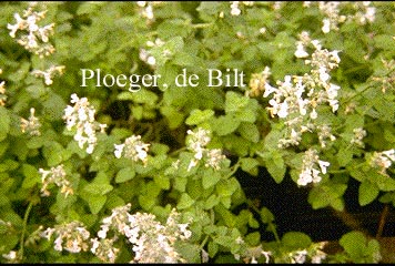 Nepeta racemosa 'Snowflake'