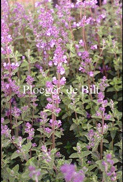 Nepeta 'Walker's Low'