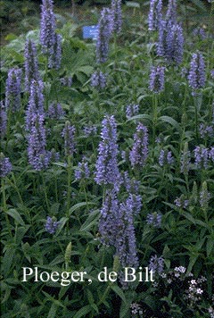 Nepeta nervosa