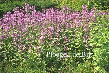 Nepeta sibirica