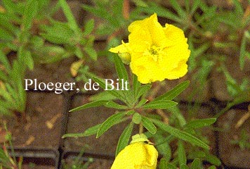 Oenothera macrocarpa