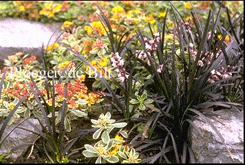 Ophiopogon planiscapus 'Niger'