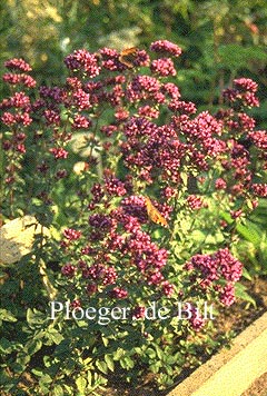 Origanum 'Rosenkuppel'