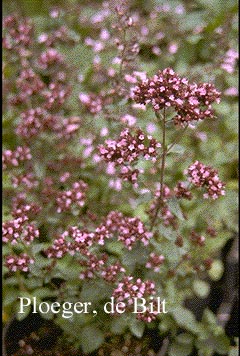 Origanum laevigatum 'Hopleys'