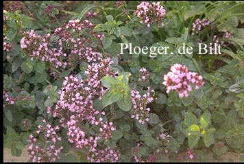 Origanum vulgare